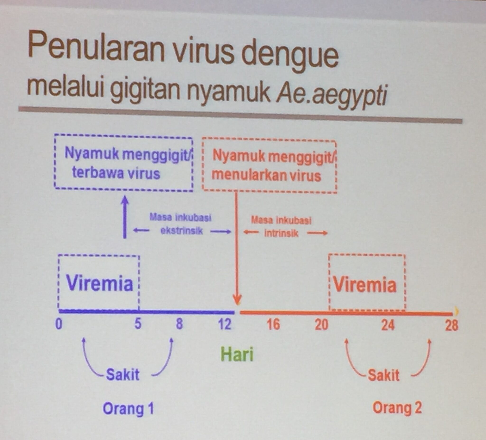 Penularan Virus DBD, Dengue, DBD, Penyakit