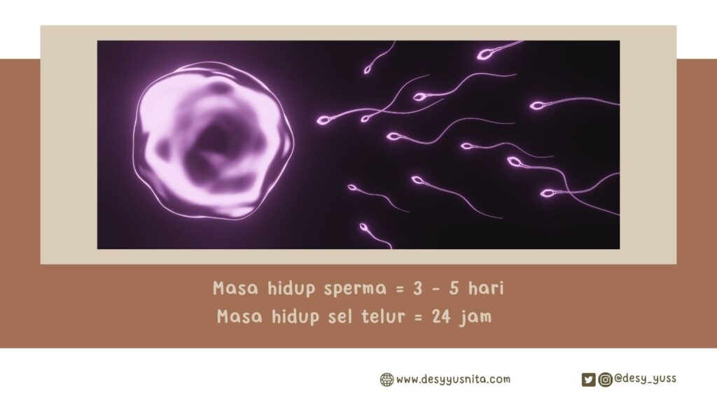 Masa Hidup Sperma dan Sel Telur