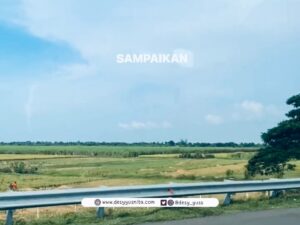 Hamparan sawah di tol menuju Solo